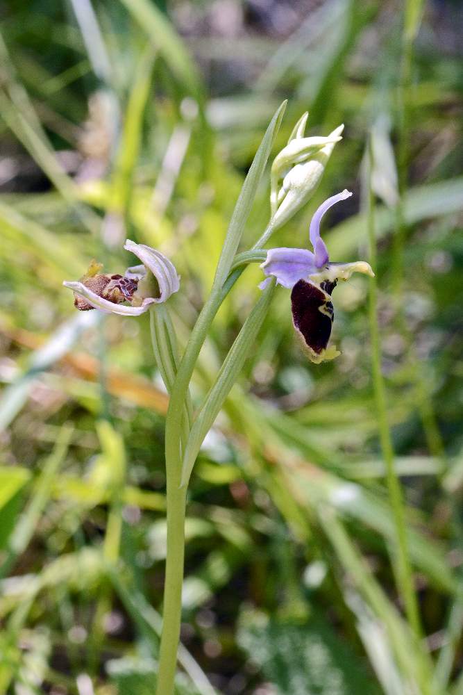 Moriago (TV) 5 - Ophrys fuciflora